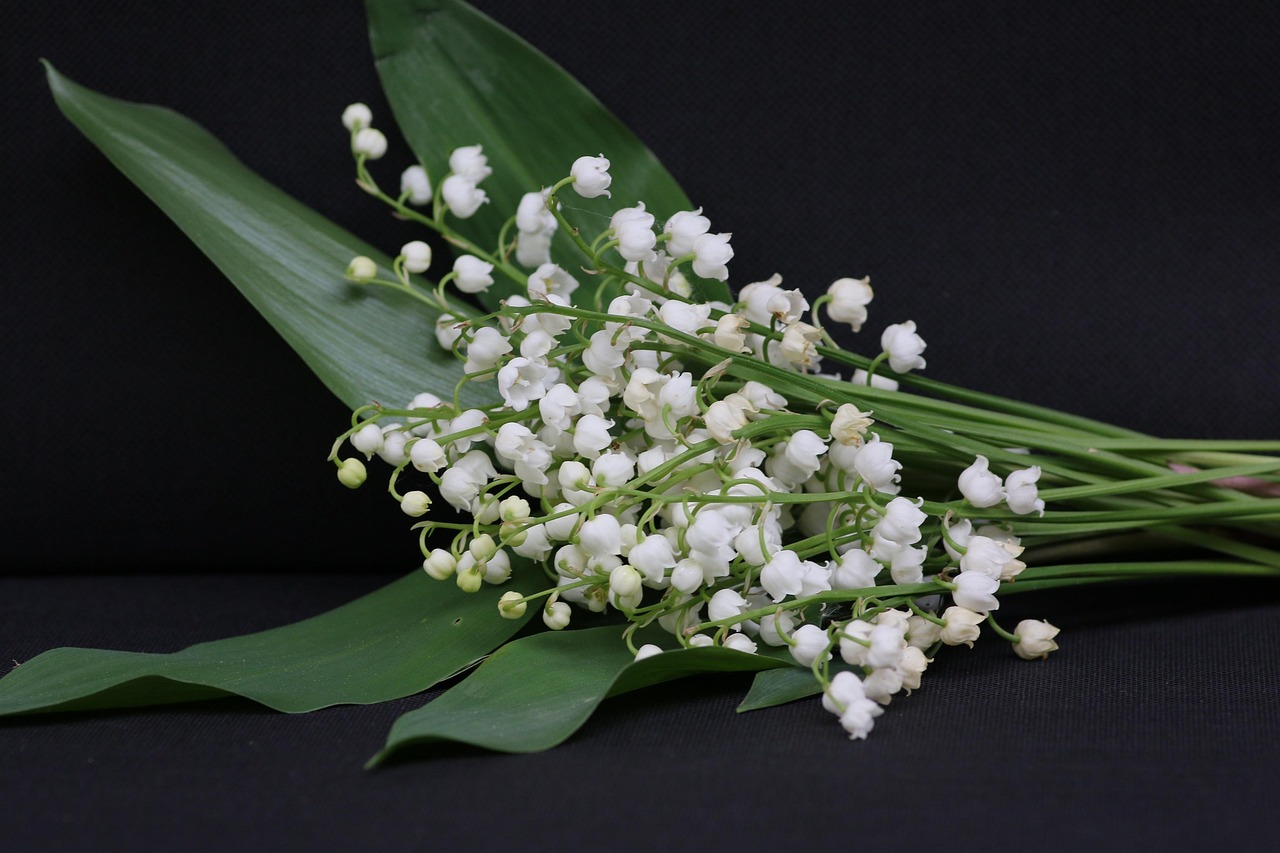 https://pixabay.com/fr/photos/muguet-1er-mai-fleur-clochette-1401449/